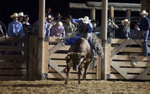 Cowboys watch as the bull rider leaves the chute