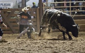 The bull gets the best of this rider