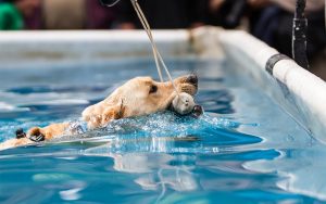 Wild Bill Days DockDogs Retrieve