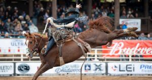 A man sits on a bucking horse, competing in saddle bronc riding at the Days of 76 Rodeo Grounds. The man attempts to hold on as the horse tries to throw the person off.