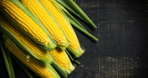 cornfest_web_hero